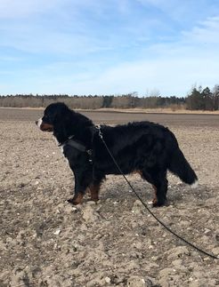 Bella 