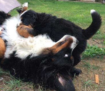 Bella & Amas