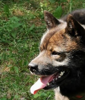 Kuma 6 vuotta