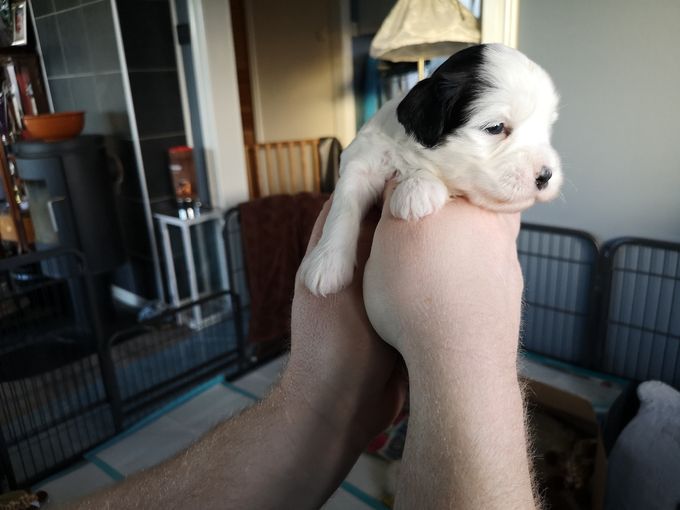 En tibetansk terrier er en rase som det er forholdsvis er lite sykdom på ,og er å anse som er relativt frisk hunderase .Men det finnes også sykdom her som for alle hunderaser . Som hofteproblematikk HD og arvelige øyesykdommer . Vi som oppdrettere tester våre avlshunder for Hd og alle avlshunder blir Dna testet  i henhold til anbefaling og krav fra Nkk og Nttk  dette er med på å trygge et sunt oppdrett. 
Våre valpekjøpere forplikter seg i kontakt å følge opp valpen/hundens helse årlige vaksiner samt hd rønken når hunden er 1 år  samt øyelyse hunden.
Vi sender med i valpepermen all data ang. rasen det er også å finne inn på Nttk.no all info om rasens helse.
 