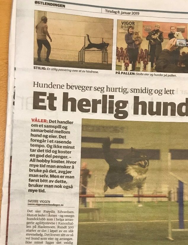 Jammen fikk vi ikke bilde i avisa etter Agilitykonkurransen i 