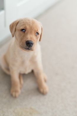 Elsa