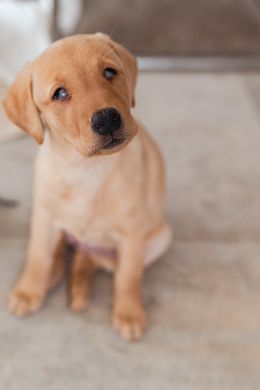 Elsa