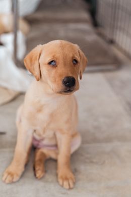 Elsa