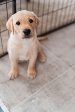 Sammy