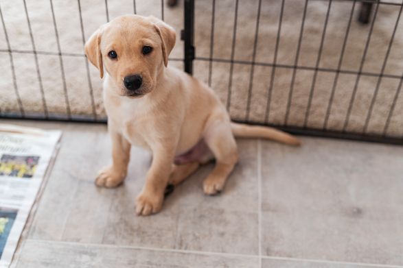 Sammy