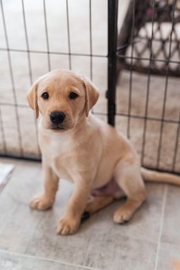 Sammy