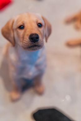 Sammy