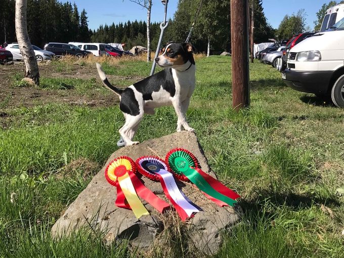 Berserk var på utstilling i Lillehammer i helgen 19/8-18
Der blei beste hann hund med Ck, Cert og blei til slutt best i rasen! Han fikk også det siste cert’et han trengte , så nå kan han smykke seg meg tittelen :
Norsk utstillings champion.
