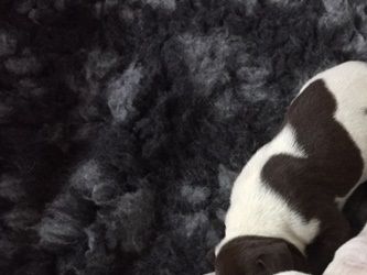 Puppies 2018
