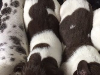 Puppies 2018