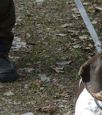 Wiktor as puppy