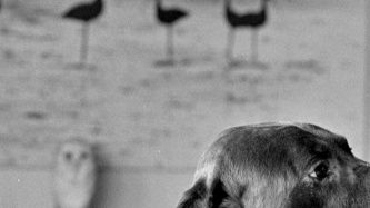 Balder - Old Danish Pointer and his 