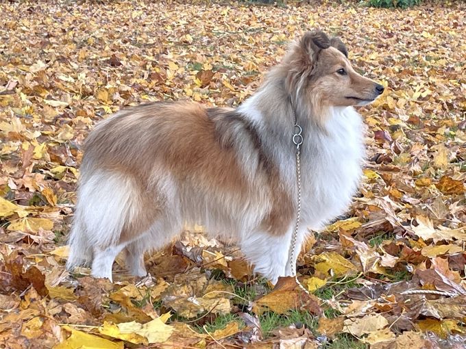 Foto: 08.11.2021.
Født: 30.01.2019.