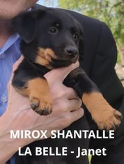 MIROX SHANTALLE LA BELLE - Janet