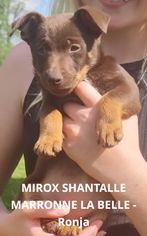MIRROX SHANTALLE MARRON LA BELLE - Ronja