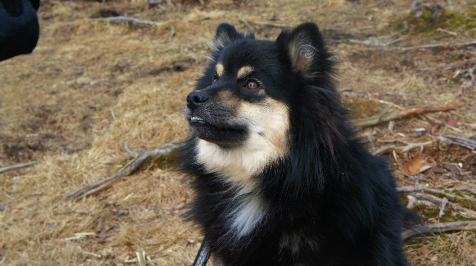 MyEikos Antero 