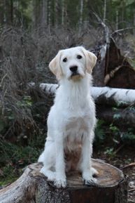 s.27.6.2021 F1B mini/ medium pentue, emä F1 labradoodle Meli