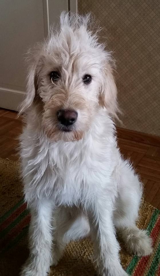 Vaalea (F1 labradoodle)