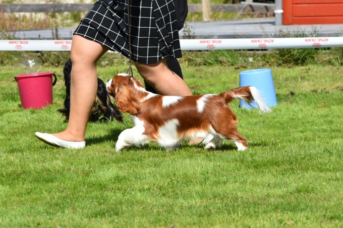 9 months an d 1 day😊
His absolutte first show. 
The day after he gained His first CC, International status 
