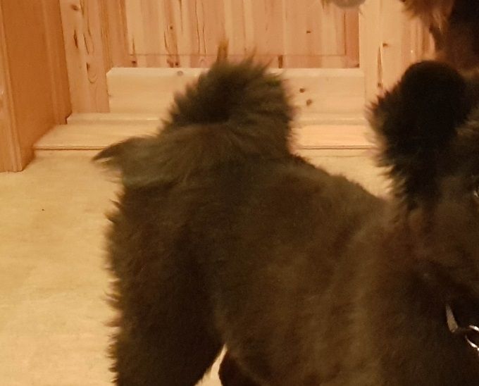 Prezize Bessie 4 månader
Bor i Huddungeby
PRA-prcd Hereditärt Fri
HD grad B ED 0
BIR-valp 
4 Svenska CERT, 1 Danskt CERT, 1 Norskt CERT, 2 NORDIC CERT, 1 RES-CACIB, 4 CACIB, BIR
SE UCH, DK UCH, NO UCH, ROV-2022, 