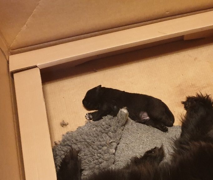 Ebony med valpen
