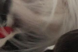 Hann 1