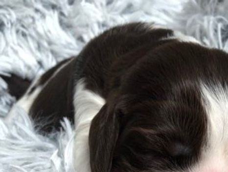 Store-Ste's Cooper, 1 uke