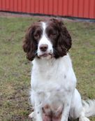 Jaktviljans Gracie