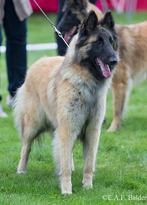 Traxa's Fantasy Queen  Born 11.05.2013  Died 11.03.2022