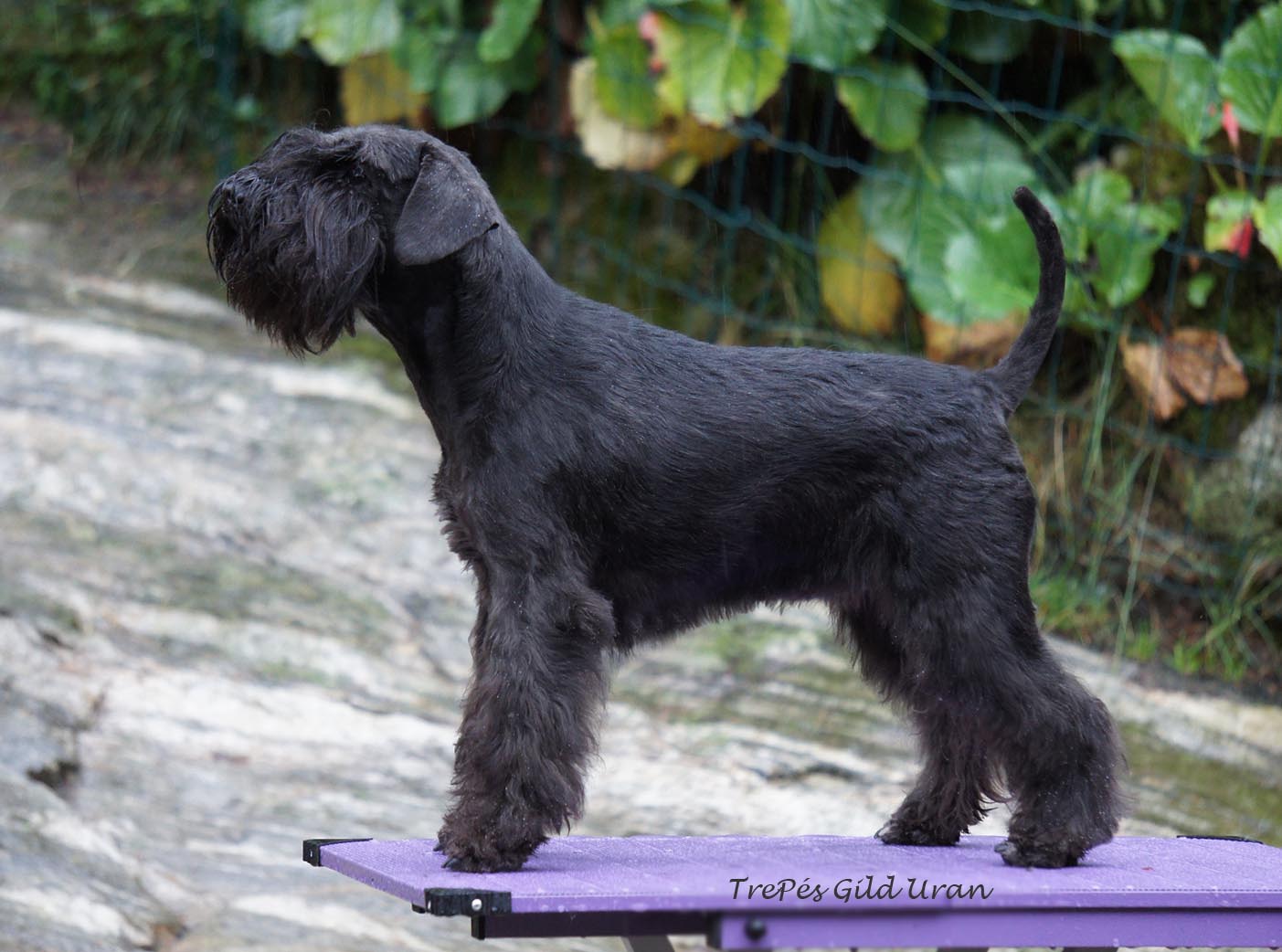 Dvärgschnauzer