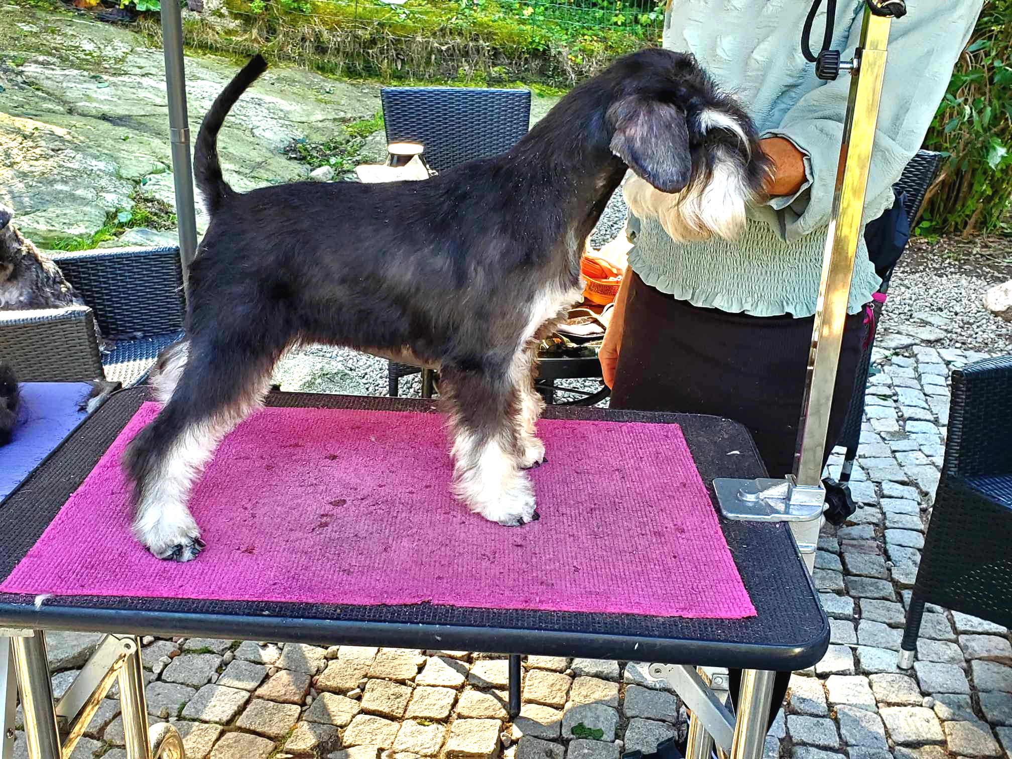Dvärgschnauzer