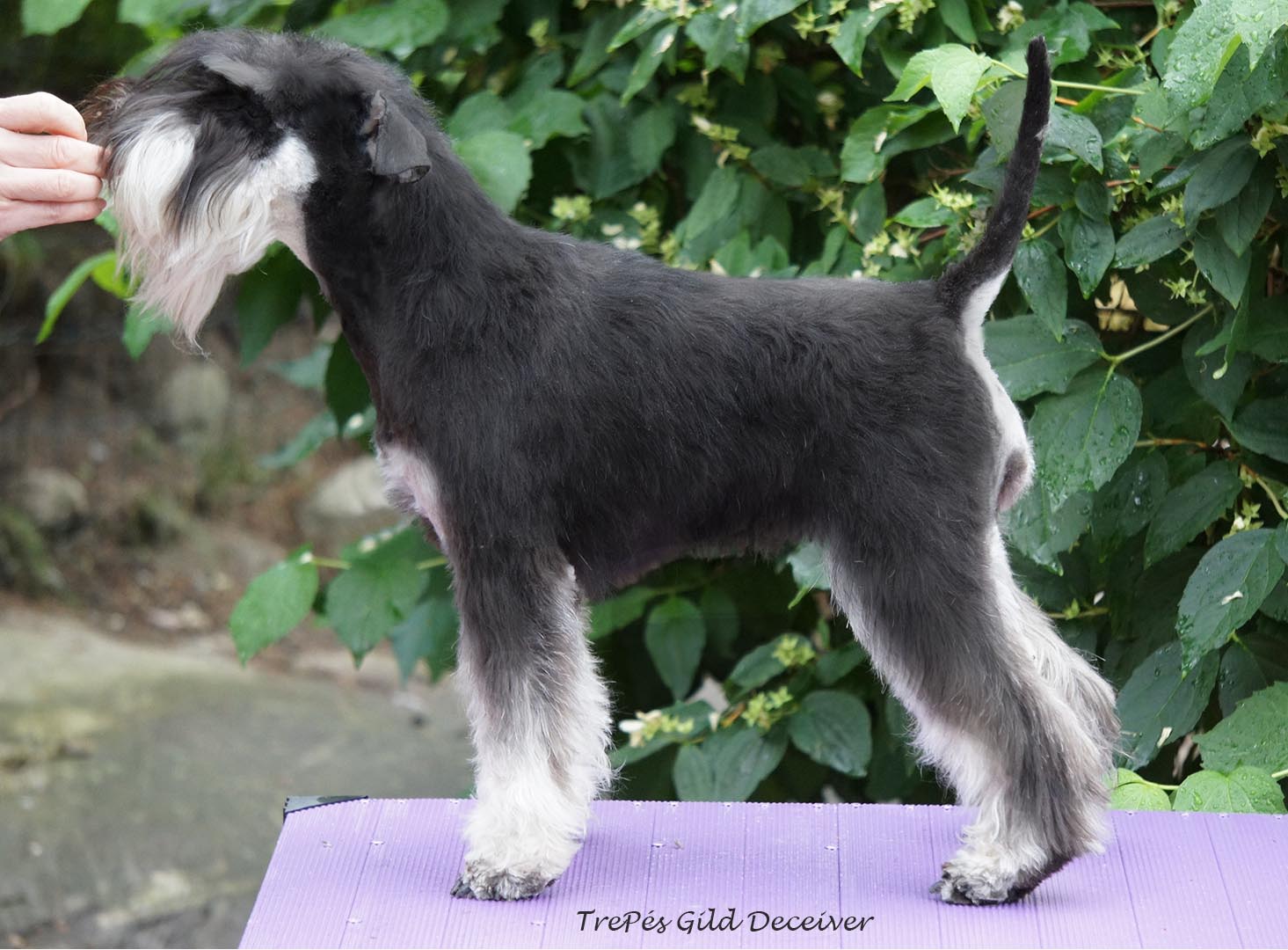 Dvärgschnauzer