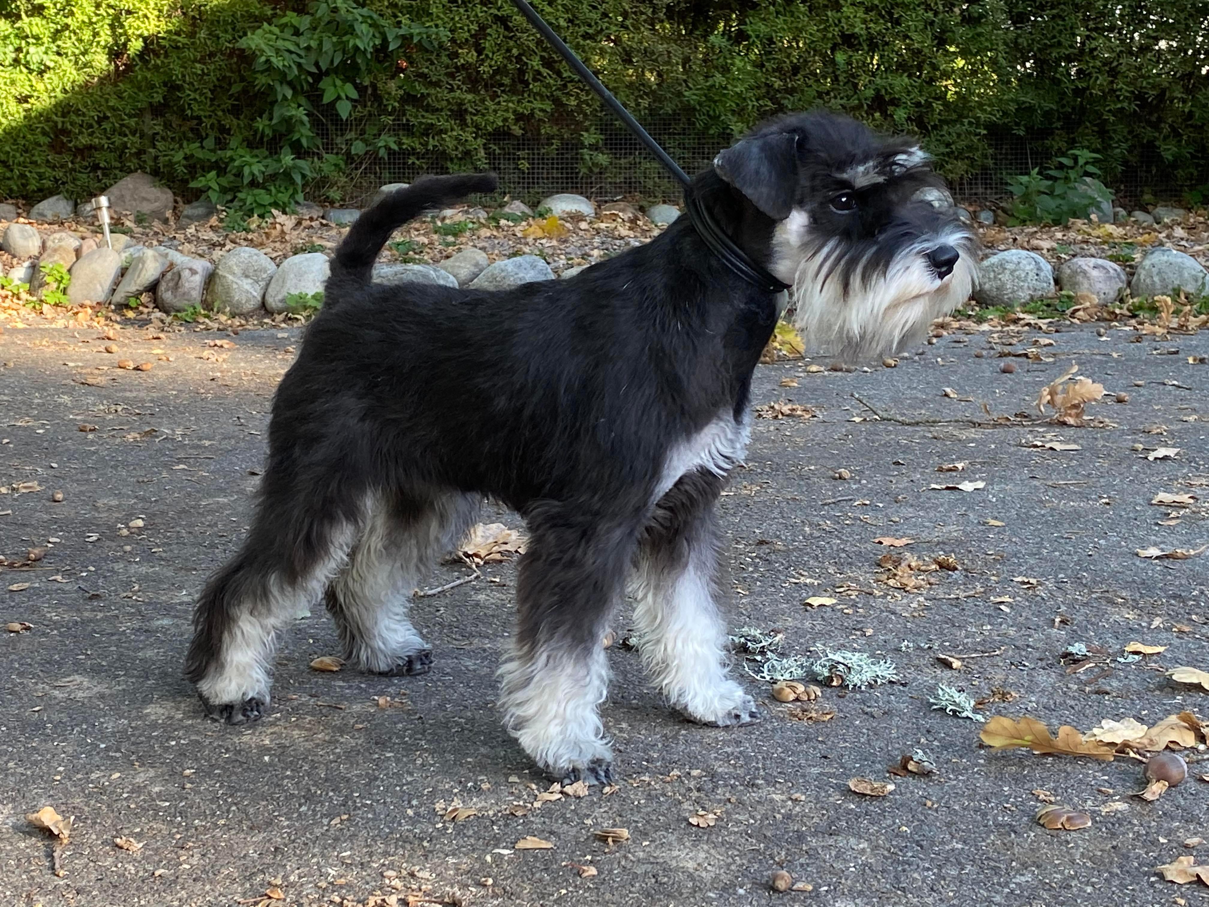 Dvärgschnauzer
