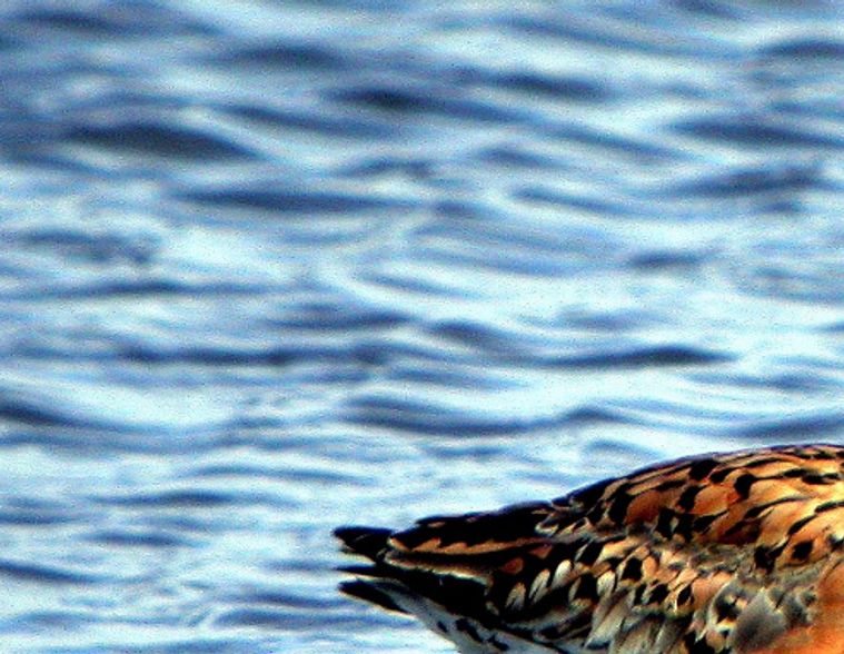 Black-tailed godwit