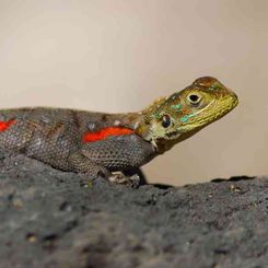Agama
