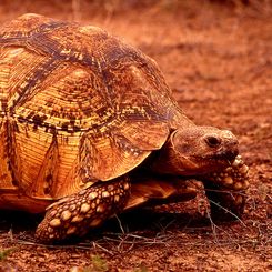 Chelonians and Lizards