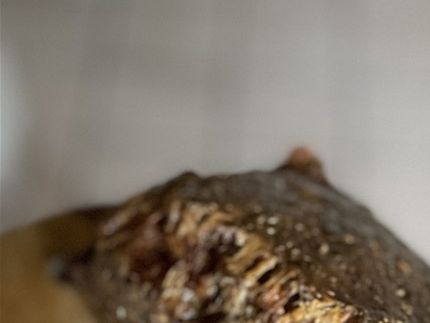 Her er brødet lavet på olivenolie, og som i ser er der lidt forskel på om de med smør eller olivenolie.