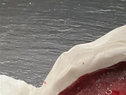Så er kirsebærgele også lavet og hældt oven på kagen, så tid til at køle lidt til gele er fast.
