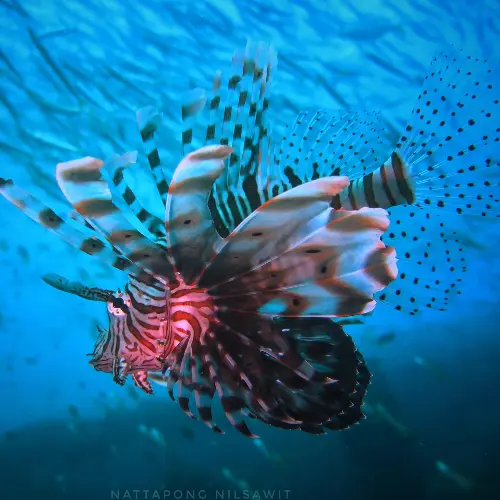 plongée similan