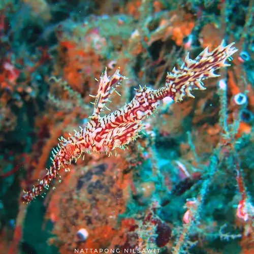 croisière plongée similan