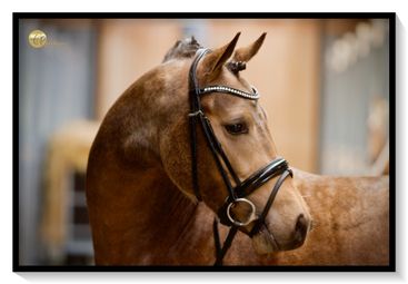 _MG_0108 - kopie