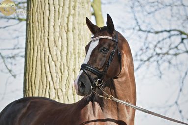_MG_7823 - kopie