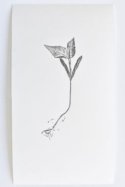 TOGHETER-APART 50.9560941, 3.6859892-134