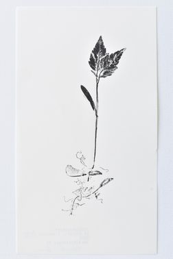 TOGHETER-APART 50.9560941, 3.6859892-395