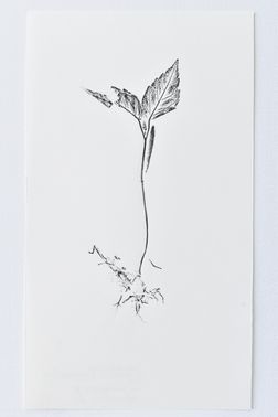 TOGHETER-APART 50.9560941, 3.6859892-490