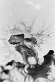 Melting 010, photo on dibont 