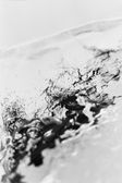 Melting 013, photo on dibont 