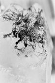Melting 018, photo on dibont 