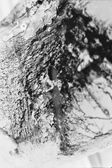 Melting 020, photo on dibont 